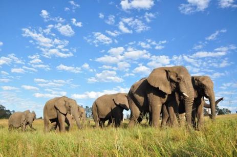 Elephant herd in South Africa