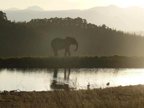 Elephant silhouette in South Africa