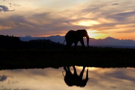 Elephant reflection in the evening, South Africa