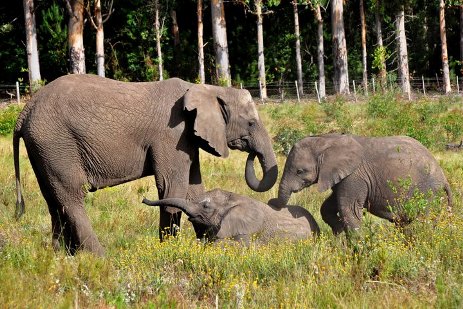 Elephant family in South Africa