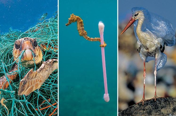 Turtle trapped in net, seahorse with ear bud, bird in bag 