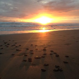 Releasing hatchlings into the sea