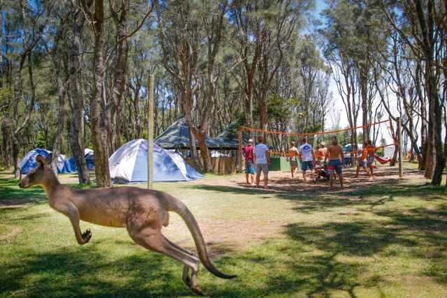 Kangaroo at campsite