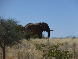 Wild elephants in Namibia