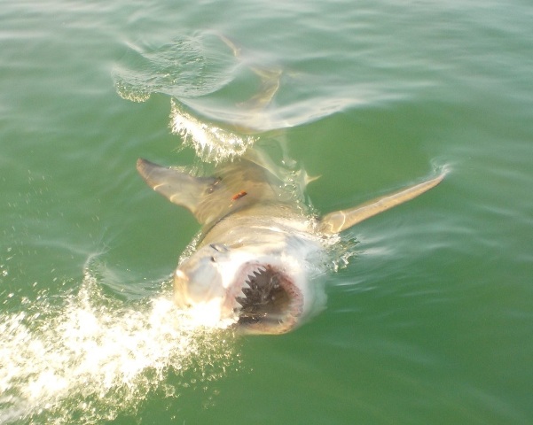 shark in South Africa