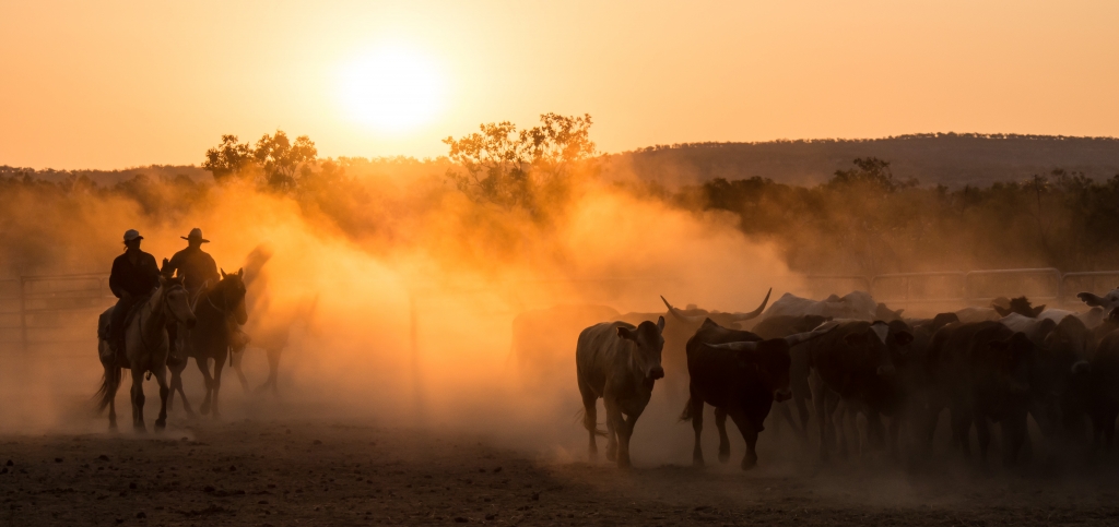 Cattle Mustering 