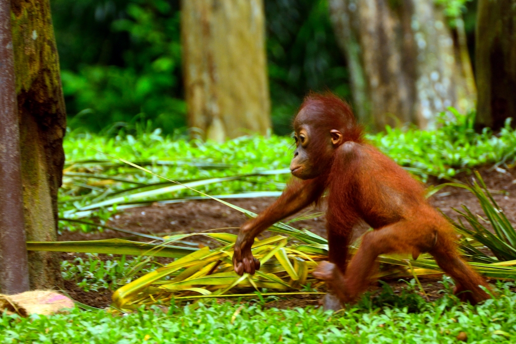 Baby Orangutan