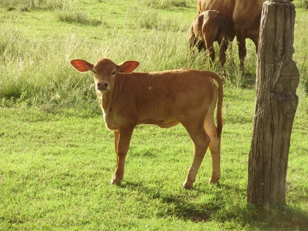 shy calf