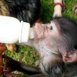 feeding a baby monkey