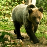 romania bears