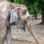 Thai elephant