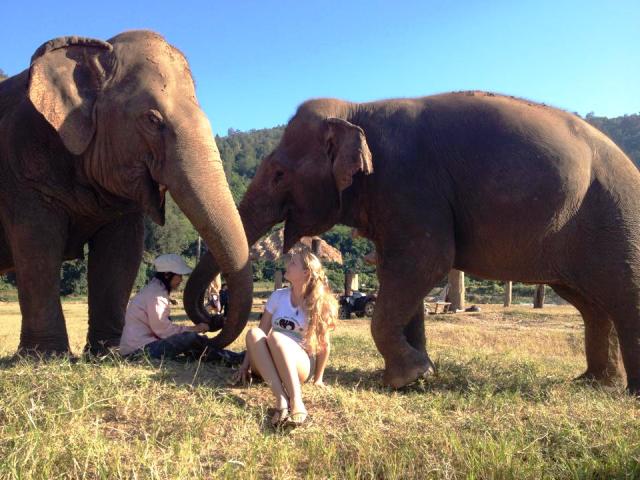 The Last Elephants | How To Help Save Elephants In Africa | Elephant Conservation