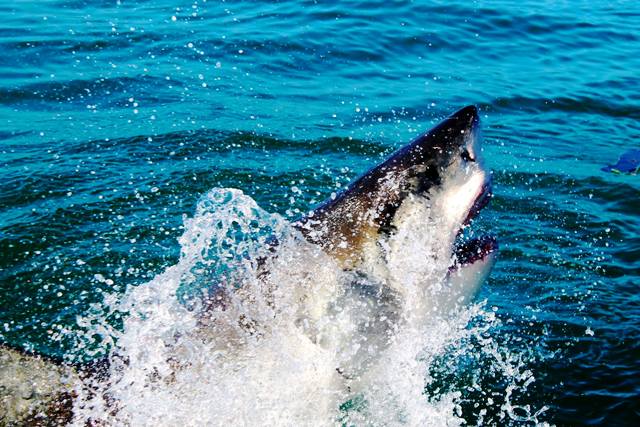The Great White Shark – deadly villain or simply misunderstood? - Oyster