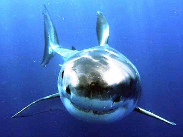 The Great White Shark – deadly villain or simply misunderstood? - Oyster