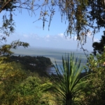 View of the ocean and forest in New Zealand 